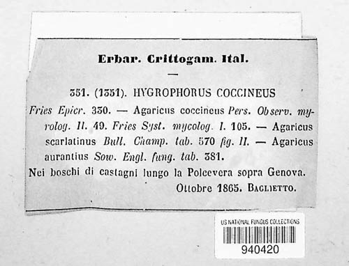 Hygrocybe image